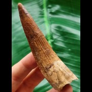 9,0 cm gebogener Zahn des Spinosaurus