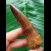 8.5 cm dark brown tooth of the Spinosaurus
