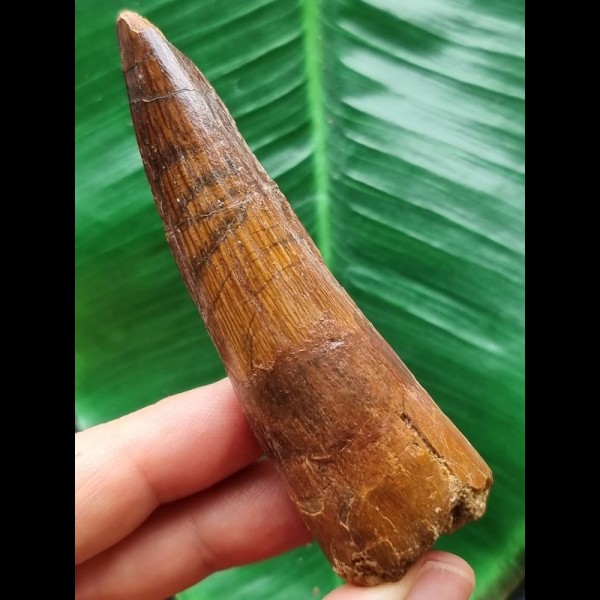 8.5 cm dark brown tooth of the Spinosaurus