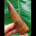 8.5 cm dark brown tooth of the Spinosaurus