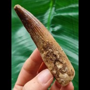 9,0 cm langer Zahn des Spinosaurus