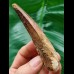9.0 cm long tooth of the Spinosaurus