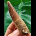 9.0 cm long tooth of the Spinosaurus