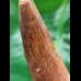 9.0 cm long tooth of the Spinosaurus