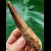 9.0 cm long tooth of the Spinosaurus