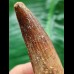 9.0 cm long tooth of the Spinosaurus