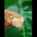 9.0 cm long tooth of the Spinosaurus