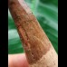 10,9 cm langer schön erhaltener  Zahn des Spinosaurus