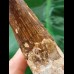 18.9 cm very long massive tooth of Spinosaurus