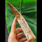 18,9 cm sehr langer massiver Zahn des Spinosaurus
