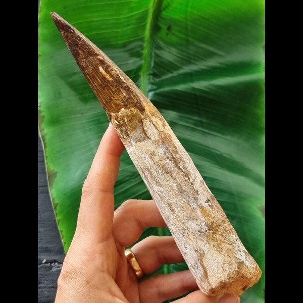 18.9 cm very long massive tooth of Spinosaurus