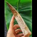 18.9 cm very long massive tooth of Spinosaurus