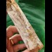 18.9 cm very long massive tooth of Spinosaurus