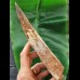 18.9 cm very long massive tooth of Spinosaurus