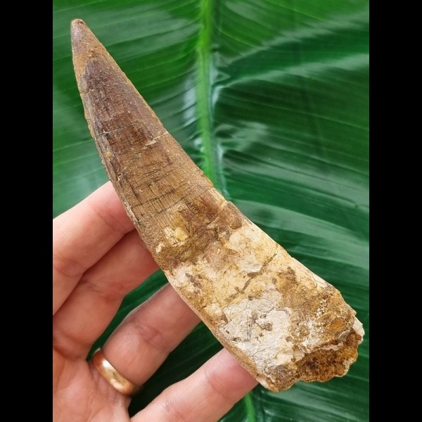 12,6 cm langer gebogener Zahn des Spinosaurus