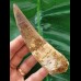12,6 cm langer gebogener Zahn des Spinosaurus