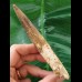 12,6 cm langer gebogener Zahn des Spinosaurus