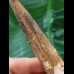 12,6 cm langer gebogener Zahn des Spinosaurus