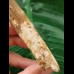 12,6 cm langer gebogener Zahn des Spinosaurus