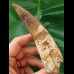 12,6 cm langer gebogener Zahn des Spinosaurus