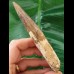 12,6 cm langer gebogener Zahn des Spinosaurus