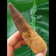10,6 cm langer dunkler Zahn des  Zahn des Spinosaurus