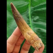 10,5 cm langer gebogener Zahn des Spinosaurus