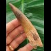 10,5 cm langer gebogener Zahn des Spinosaurus