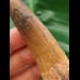 10,5 cm langer gebogener Zahn des Spinosaurus