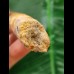 10,5 cm langer gebogener Zahn des Spinosaurus