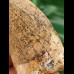 7.8 cm beautiful light-coloured tooth of Carcharodontosaurus