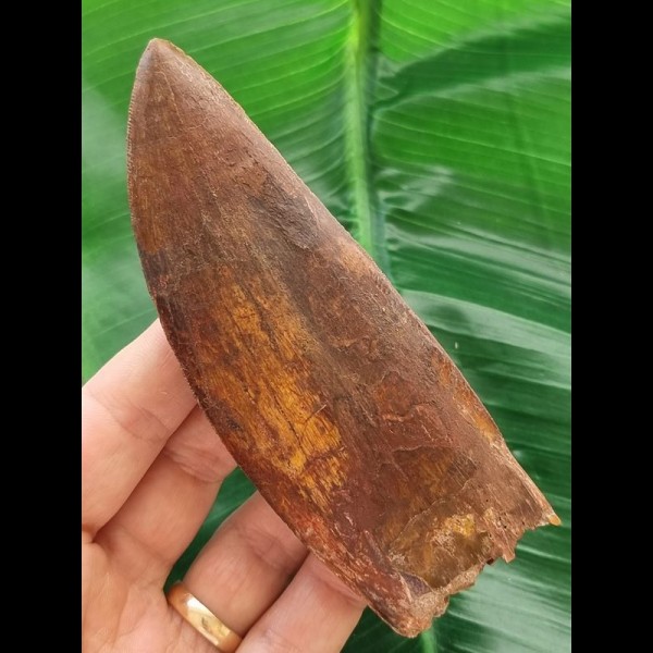 12.9 cm very large impressive tooth of Carcharodontosaurus