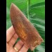 12.9 cm very large impressive tooth of Carcharodontosaurus