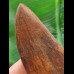 12.9 cm very large impressive tooth of Carcharodontosaurus