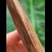 12.9 cm very large impressive tooth of Carcharodontosaurus
