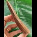 12.9 cm very large impressive tooth of Carcharodontosaurus