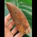 12.9 cm very large impressive tooth of Carcharodontosaurus