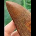 12.9 cm very large impressive tooth of Carcharodontosaurus