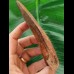 12.9 cm very large impressive tooth of Carcharodontosaurus