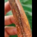12.9 cm very large impressive tooth of Carcharodontosaurus