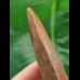 12.9 cm very large impressive tooth of Carcharodontosaurus