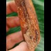 12.9 cm very large impressive tooth of Carcharodontosaurus