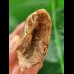 12.9 cm very large impressive tooth of Carcharodontosaurus