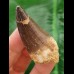 5,2 cm Mosasaur tooth