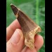 5,2 cm Mosasaur tooth