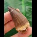 5,2 cm Mosasaur tooth