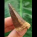 5,2 cm Mosasaur tooth