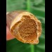 5,2 cm Mosasaur tooth