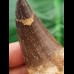 5,2 cm Mosasaur tooth