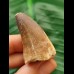 4.2 cm Mosasaur tooth